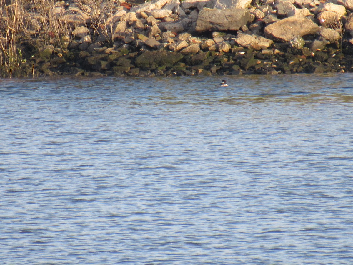 Porrón Albeola - ML235784811