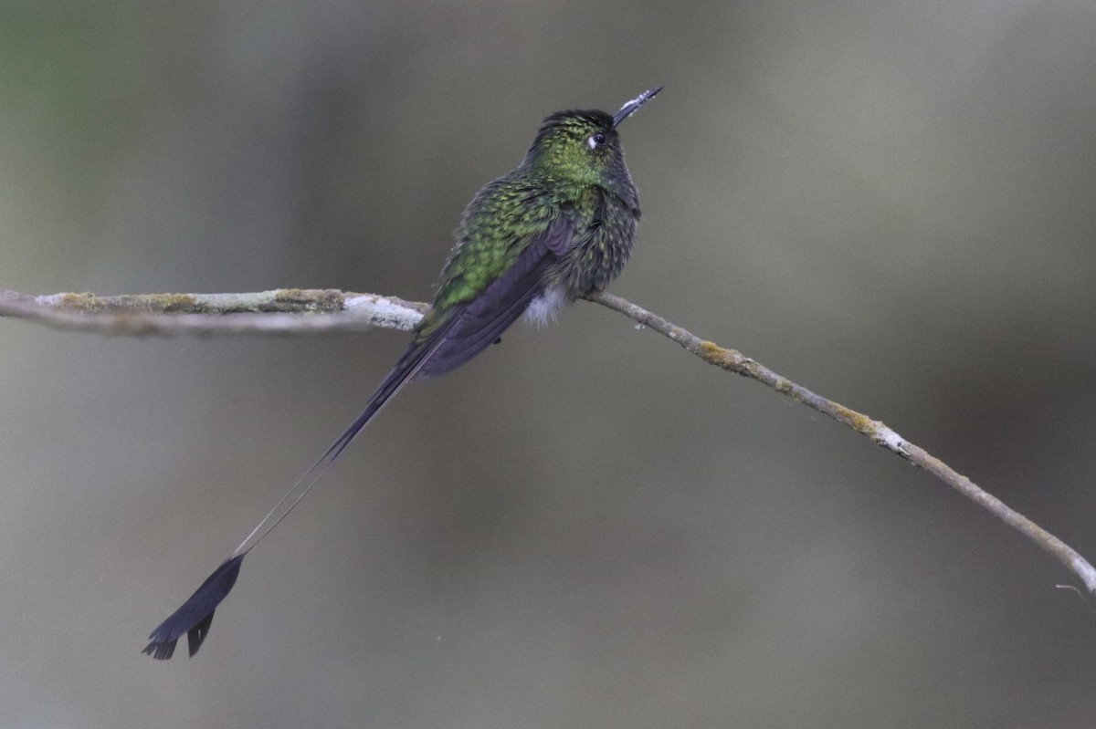 White-booted Racket-tail - ML23578791