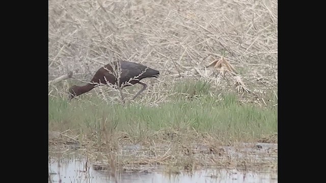 Гялаан билүүс - ML235788901