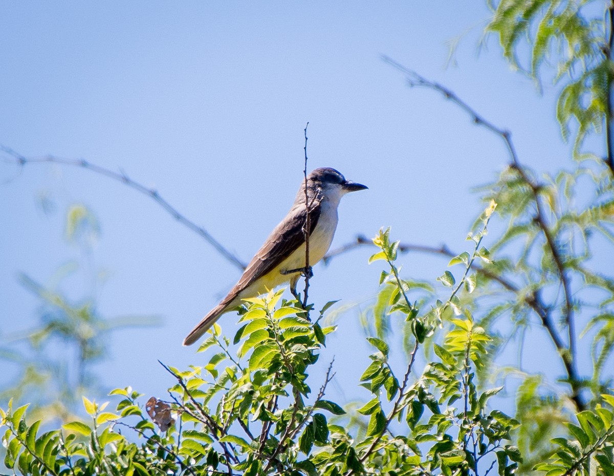 Thick-billed Kingbird - ML235789221