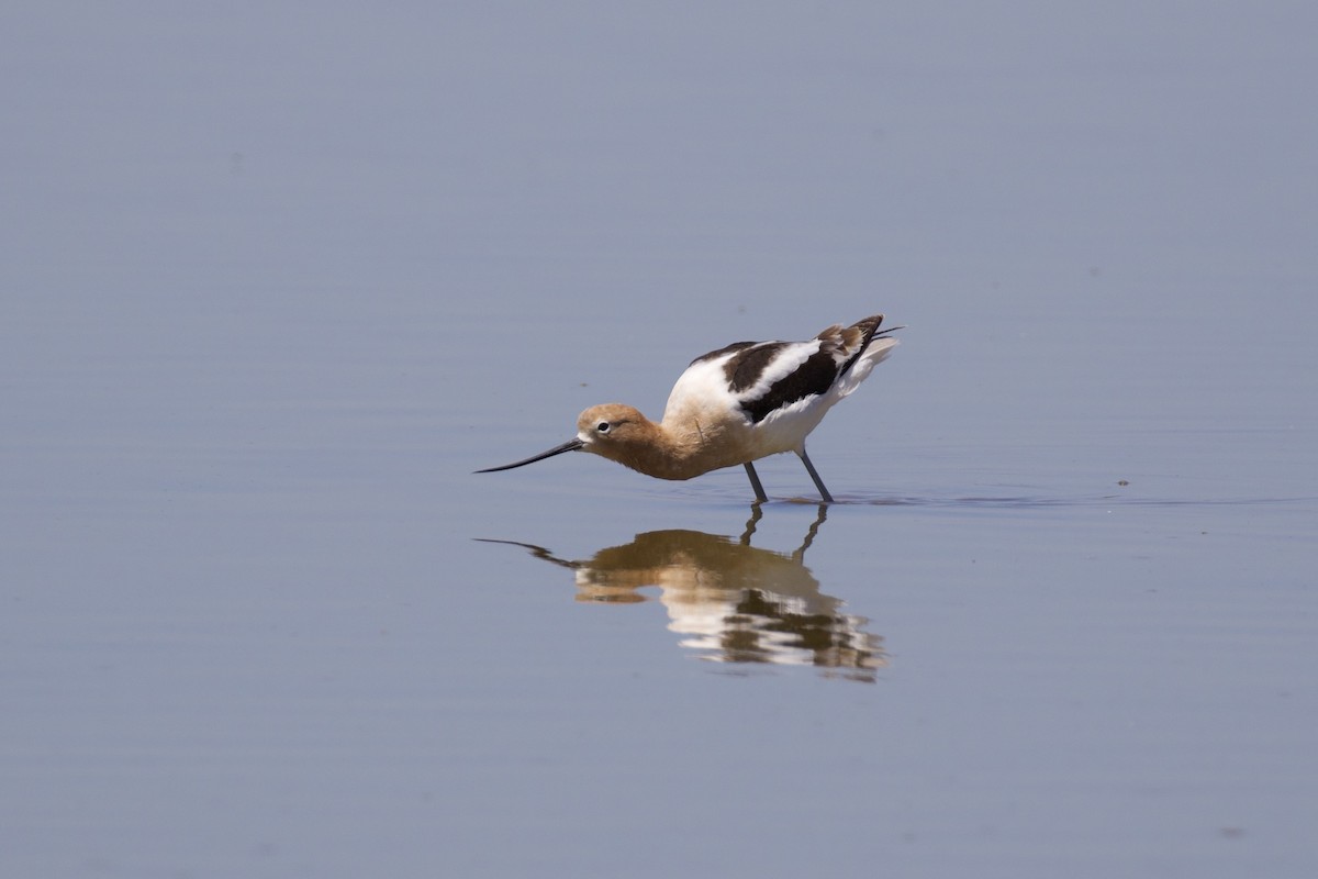 Avocette d'Amérique - ML235790401