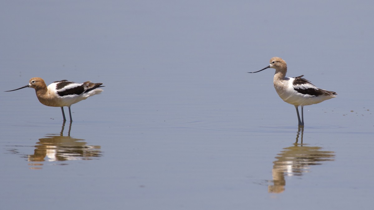 Avocette d'Amérique - ML235790411