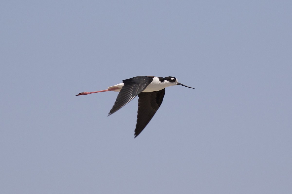 Black-necked Stilt - ML235790581