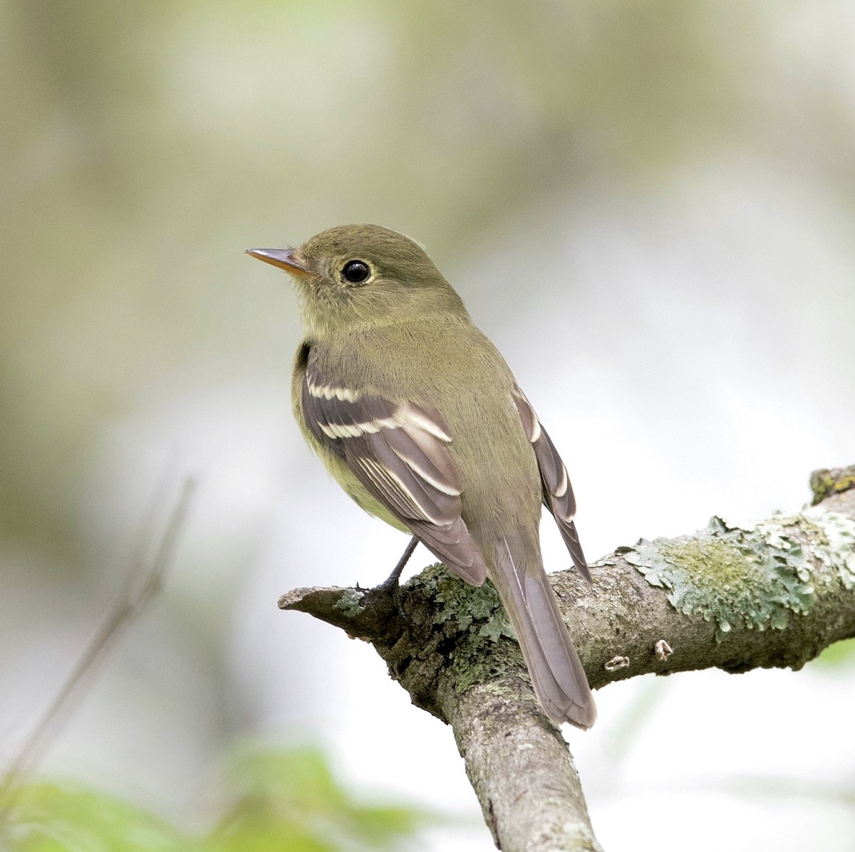 Yellow-bellied Flycatcher - ML235790661