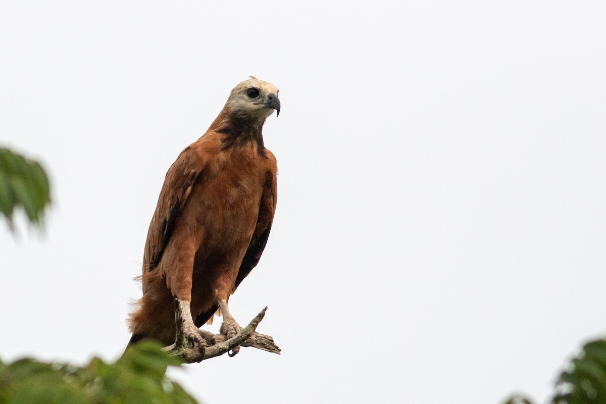 Black-collared Hawk - ML235790801