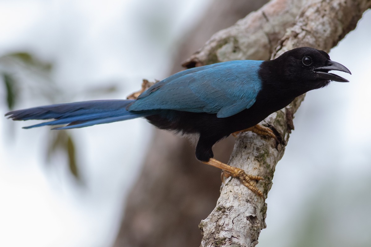 Yucatan Jay - Francis Canto Jr