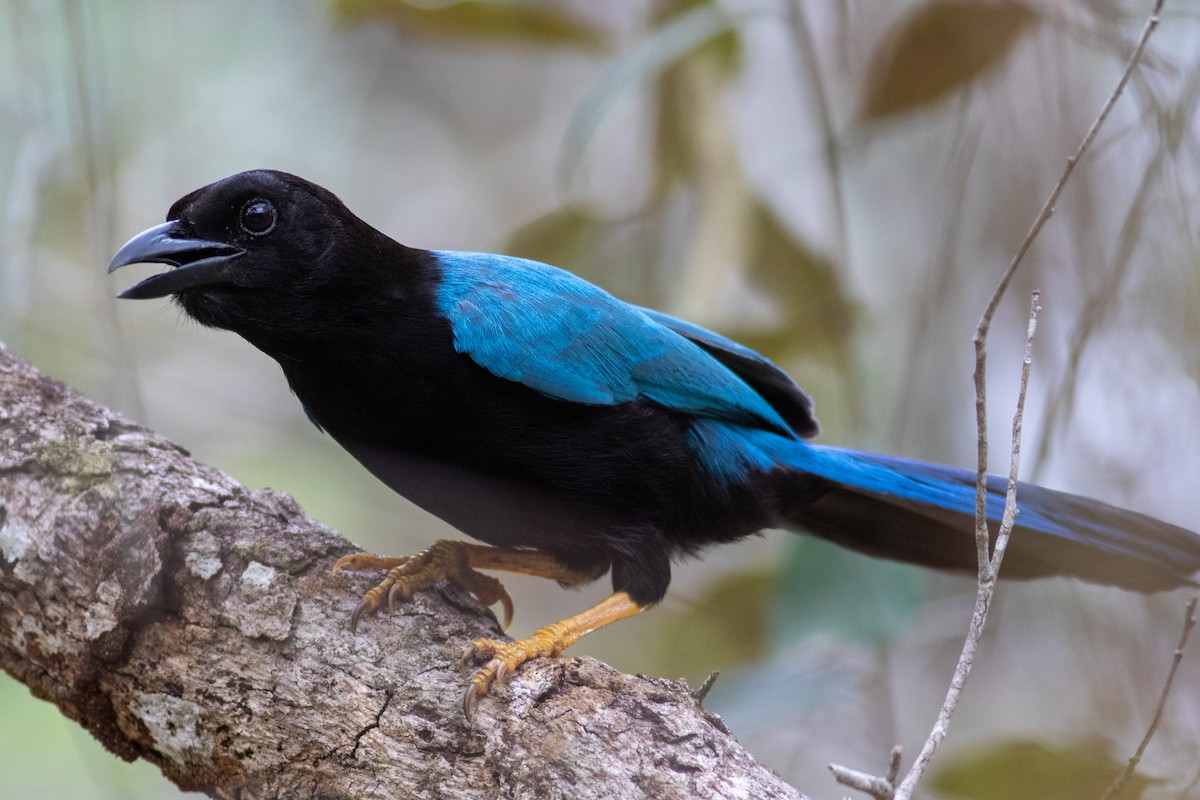 Yucatan Jay - ML235791461