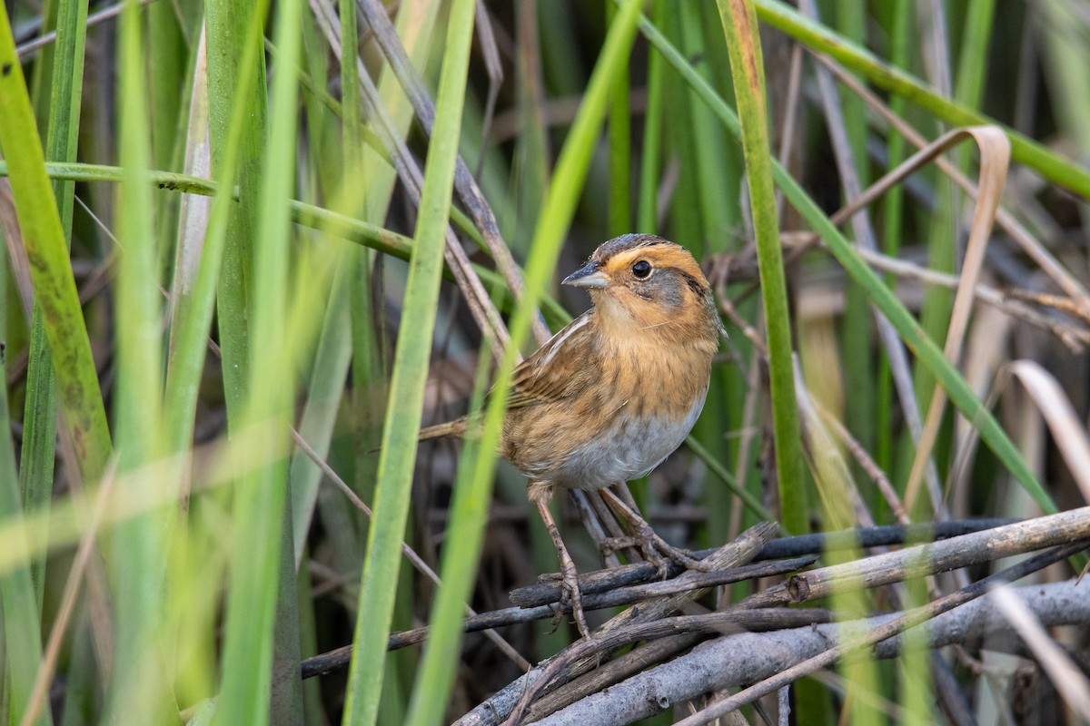Nelson's Sparrow - ML235792231