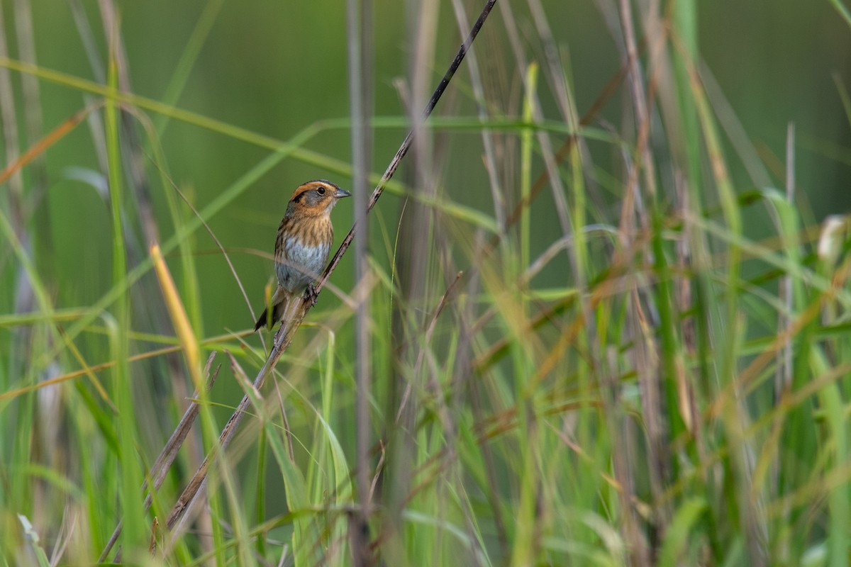 Nelson's Sparrow - Andrew  Baxter