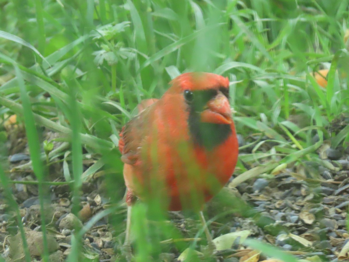 Northern Cardinal - ML235792451