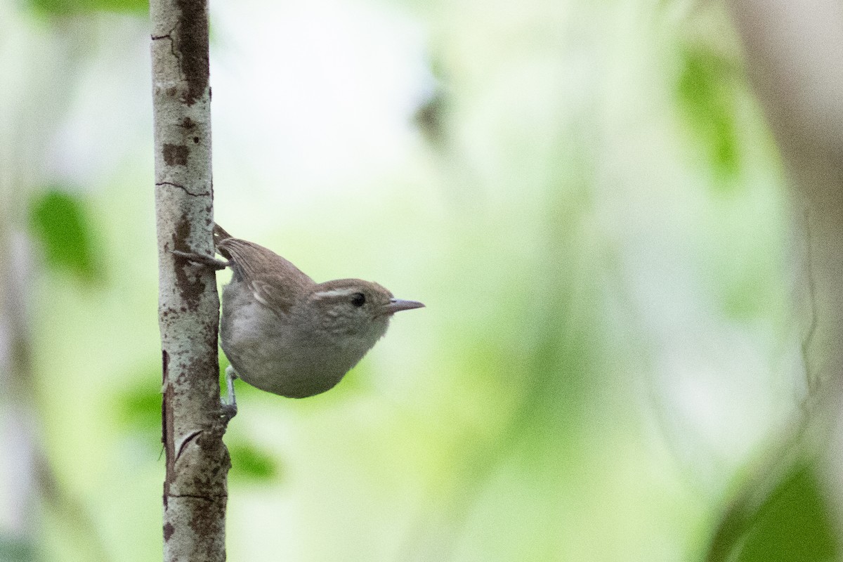 White-bellied Wren - ML235792621