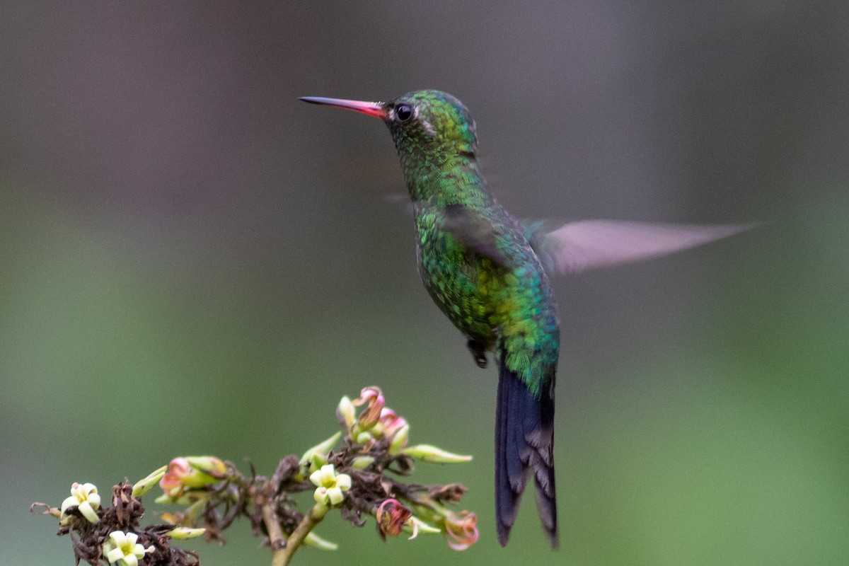 Canivet's Emerald (Canivet's) - ML235792691