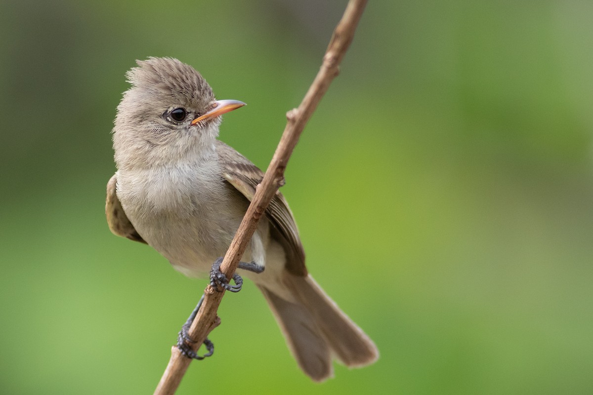 Northern Beardless-Tyrannulet - ML235792891