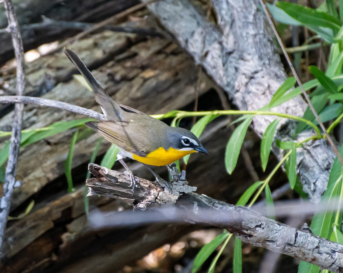 Yellow-breasted Chat - ML235793341