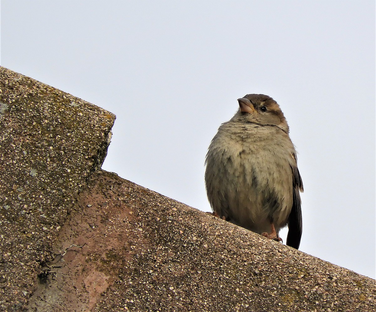 House Sparrow - ML235793351