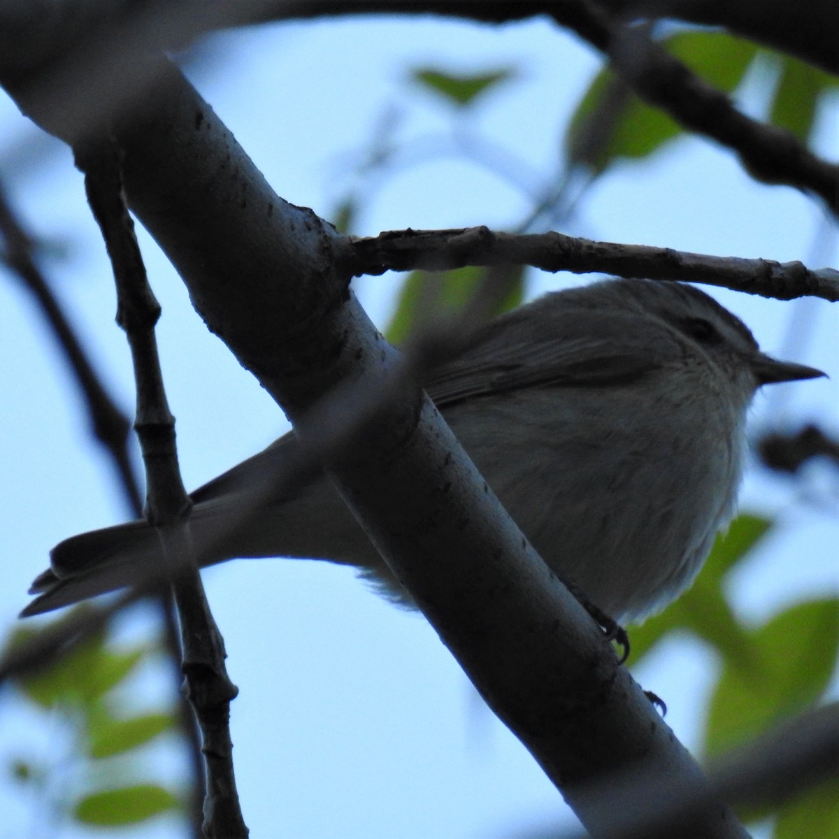 Warbling Vireo - ML235793661