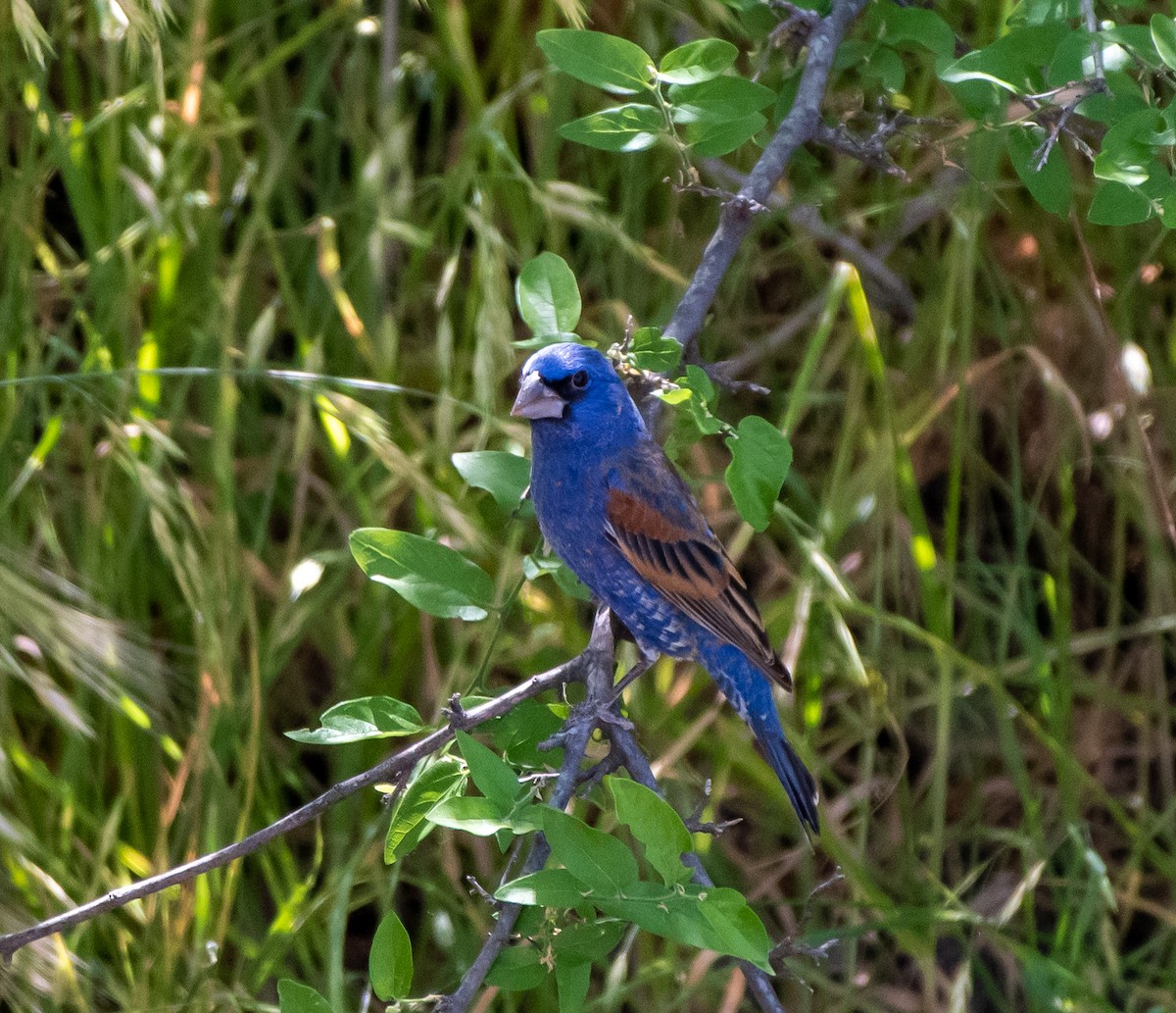 Blue Grosbeak - ML235793821