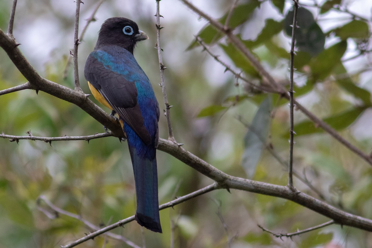 Black-headed Trogon - ML235794001