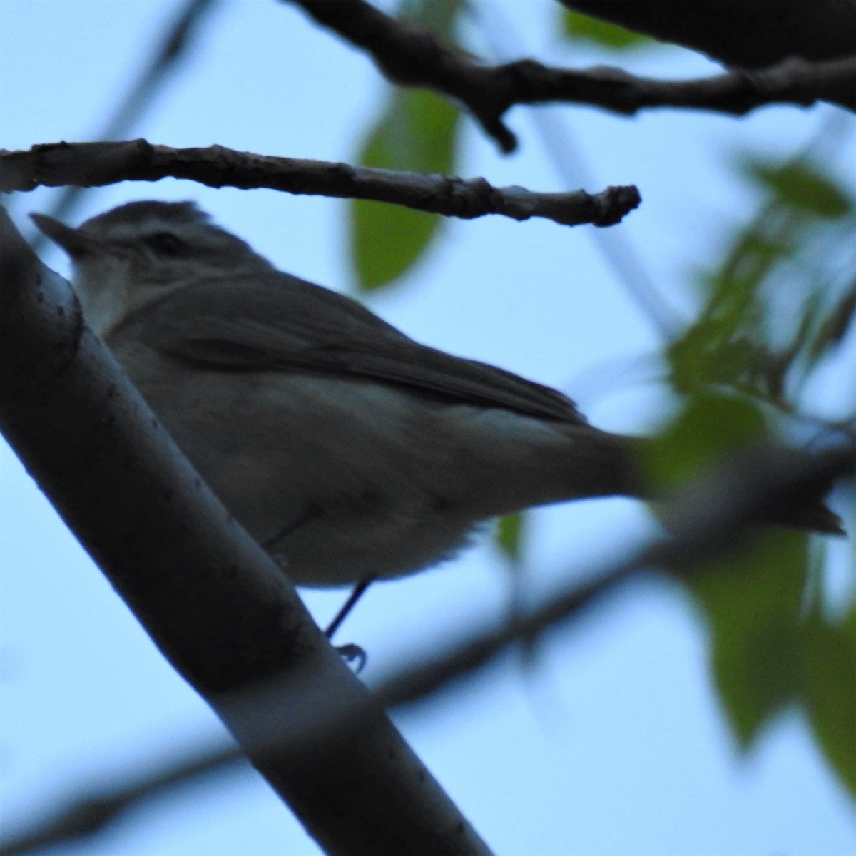 Warbling Vireo - ML235796681