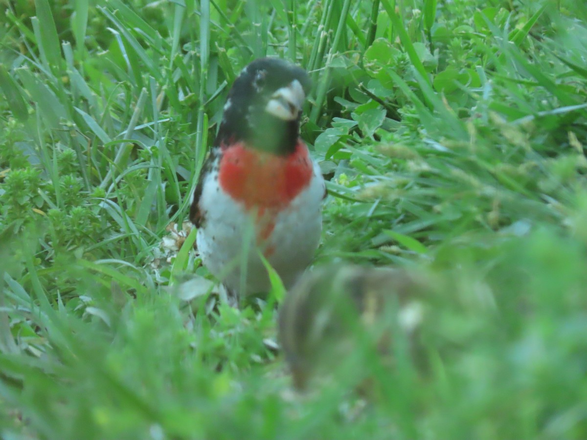 Cardinal à poitrine rose - ML235796951