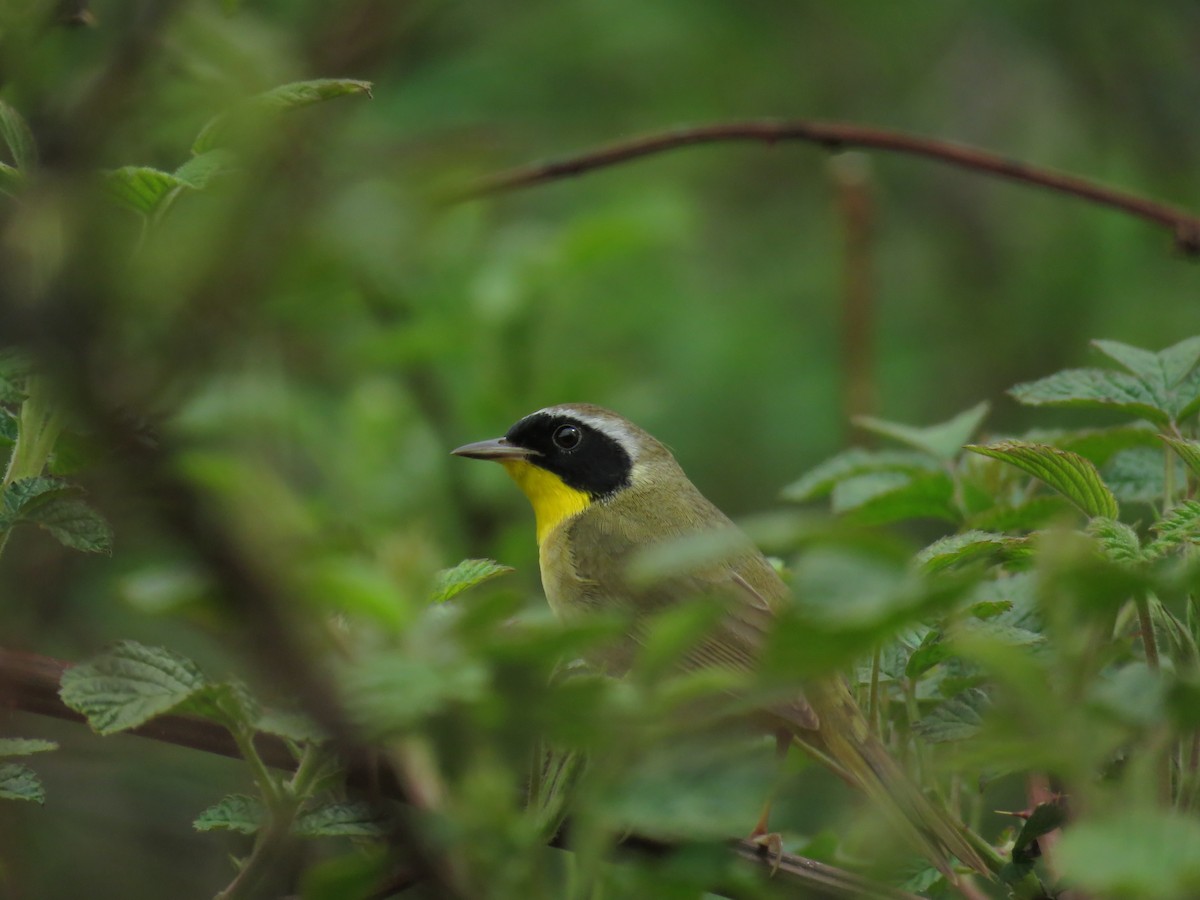 Common Yellowthroat - ML235799041