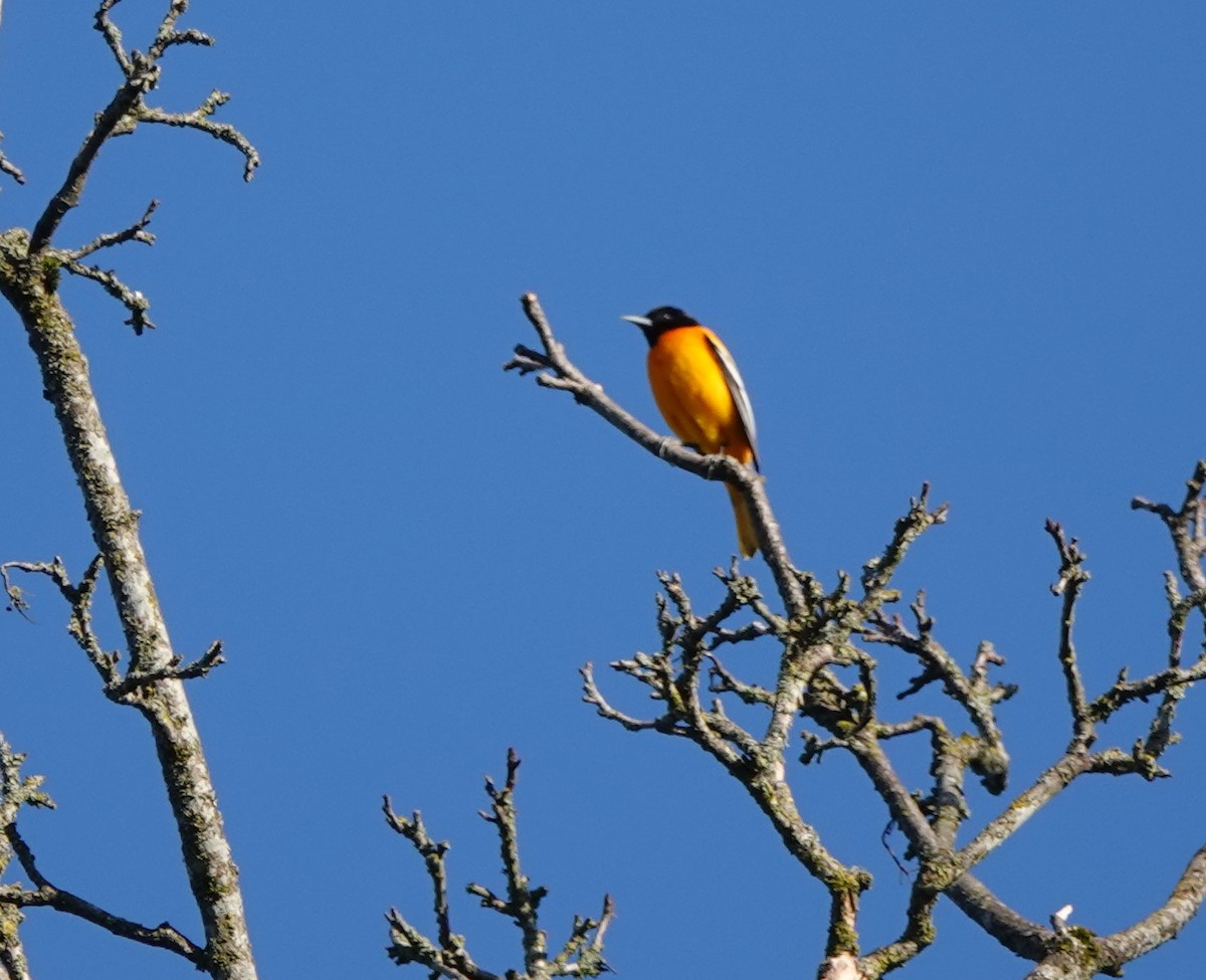 Baltimore Oriole - ML235799541