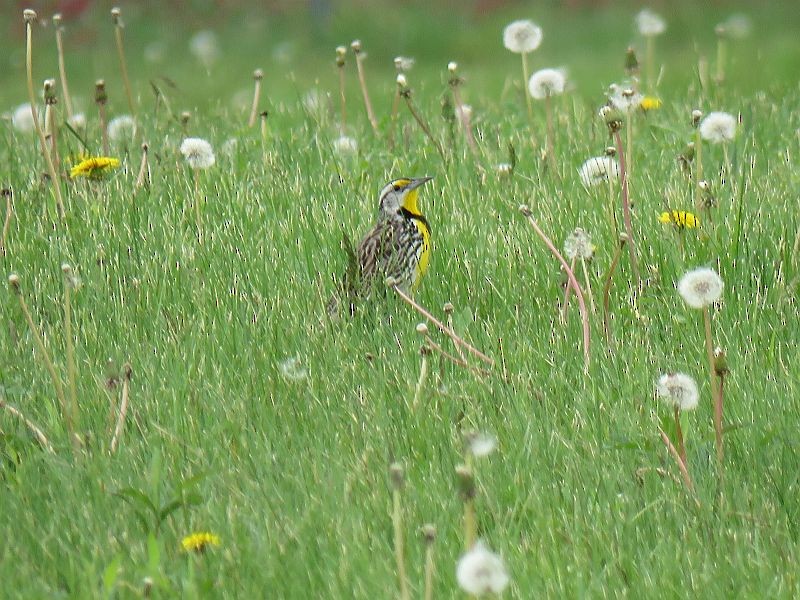 Eastern Meadowlark - ML235799841