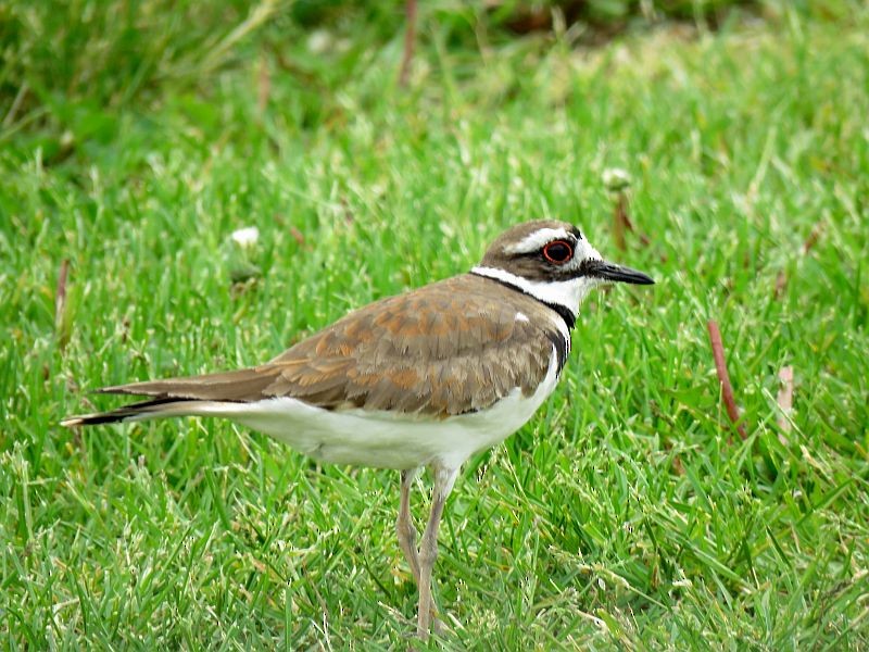 Killdeer - ML235800191