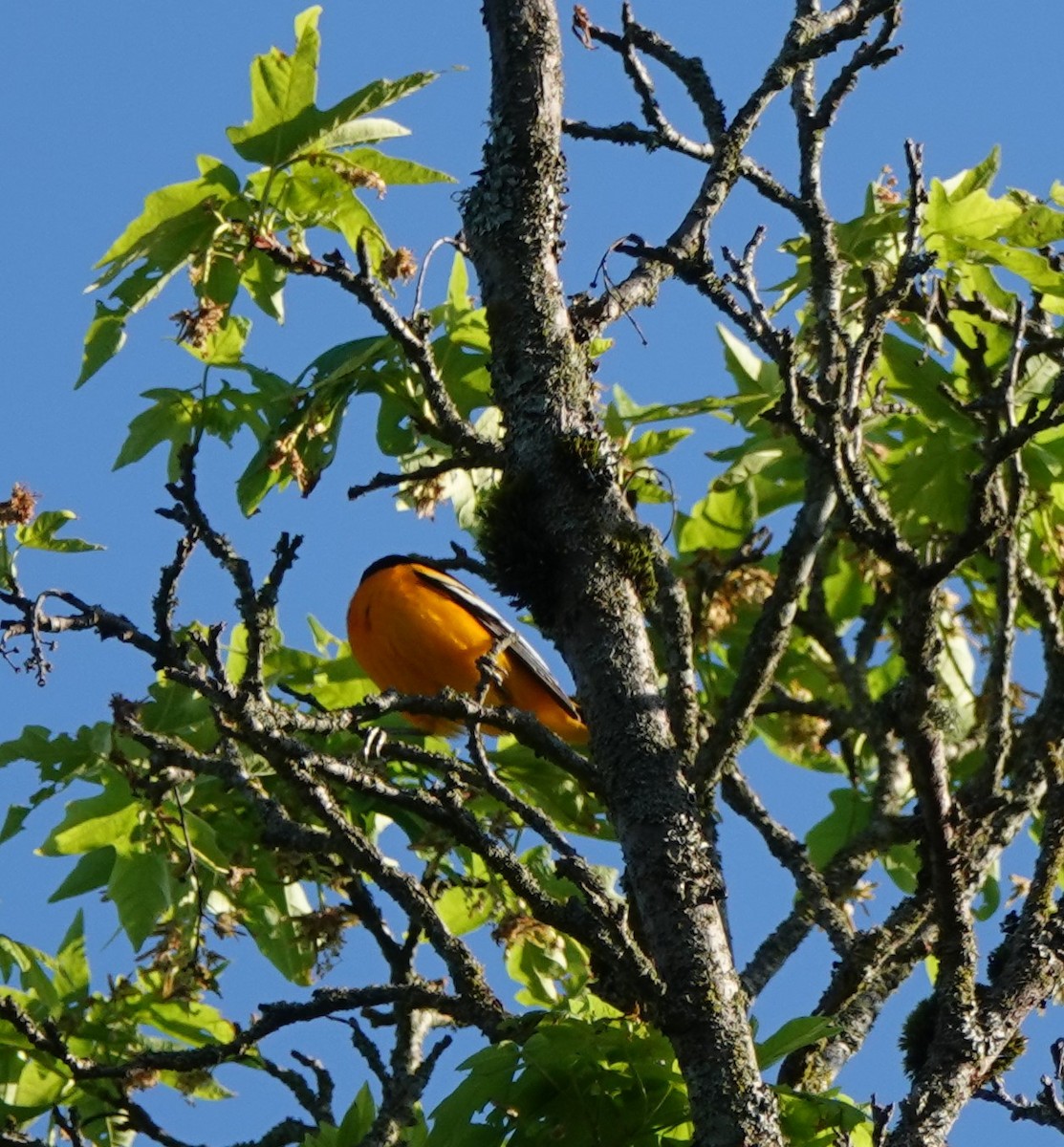 Baltimore Oriole - ML235800321