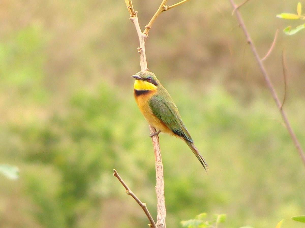 Little Bee-eater - ML235800491