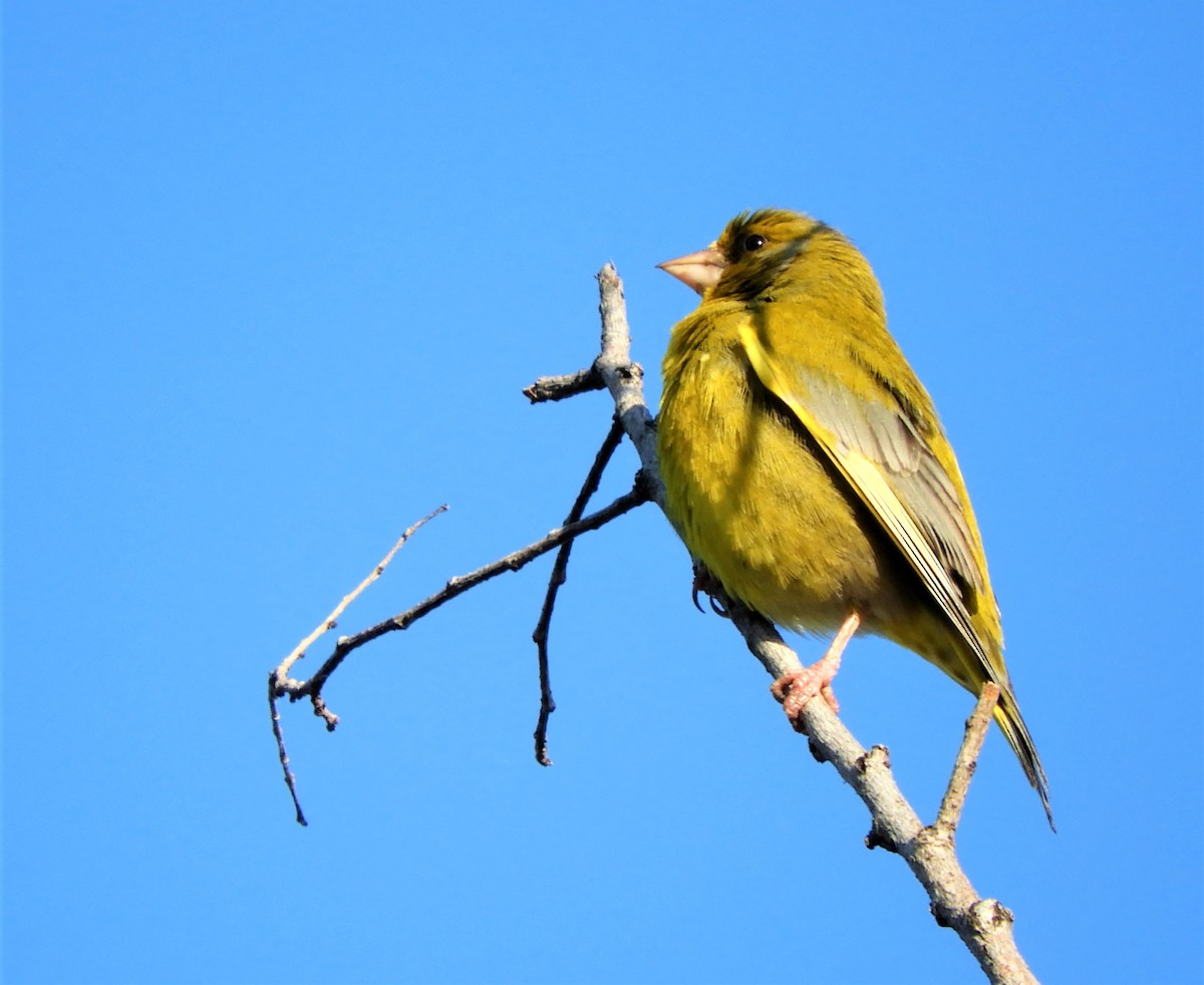 European Greenfinch - Pablo Pozo 🦅