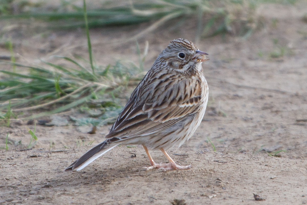 Vesper Sparrow - ML23580081