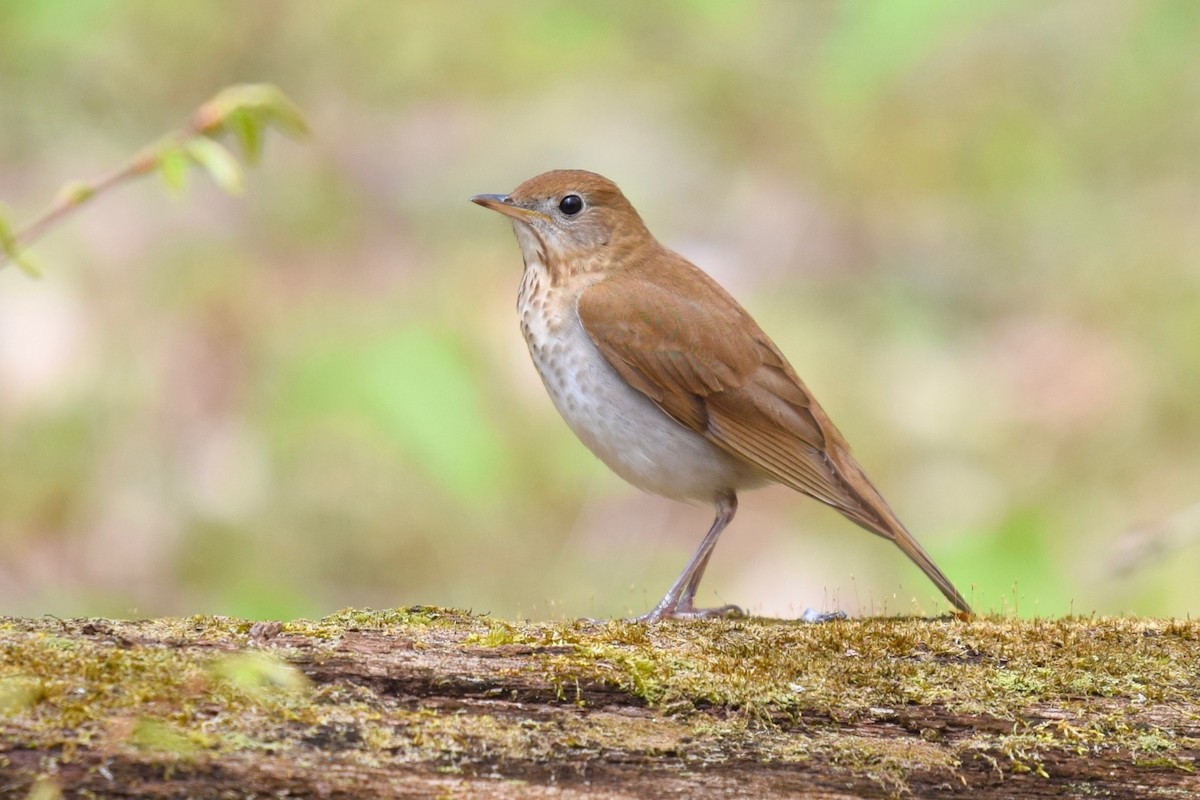 Veery - ML235802531