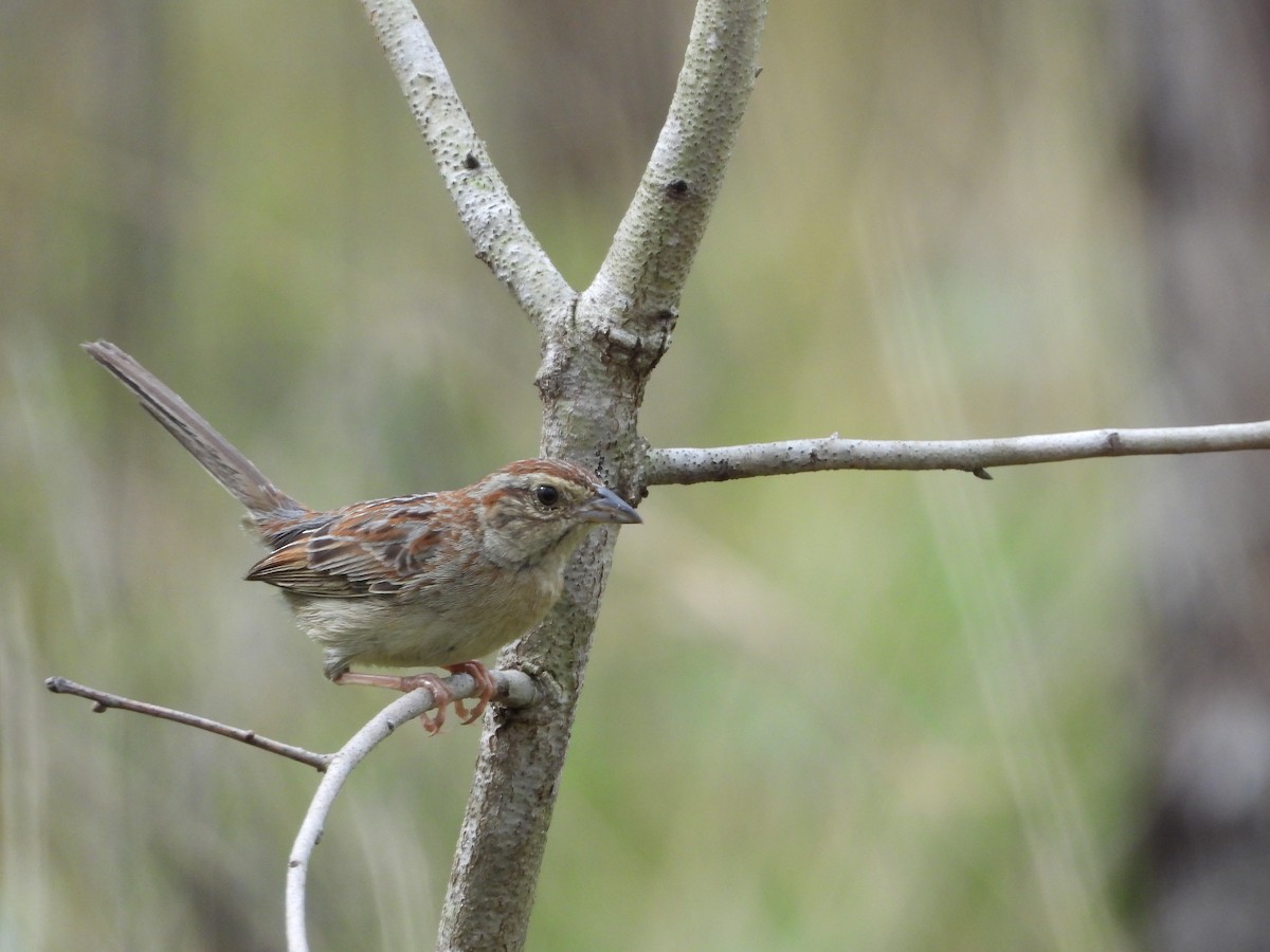 Bachman's Sparrow - ML235802631