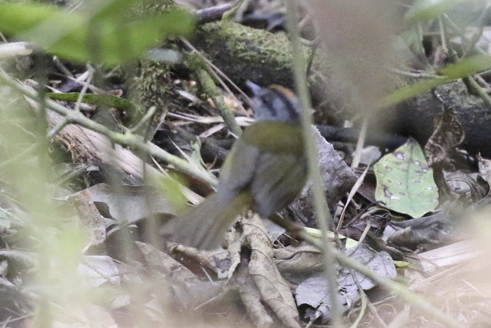 Russet-crowned Warbler - ML23580351