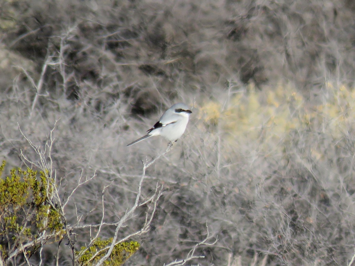 Loggerhead Shrike - ML23580591