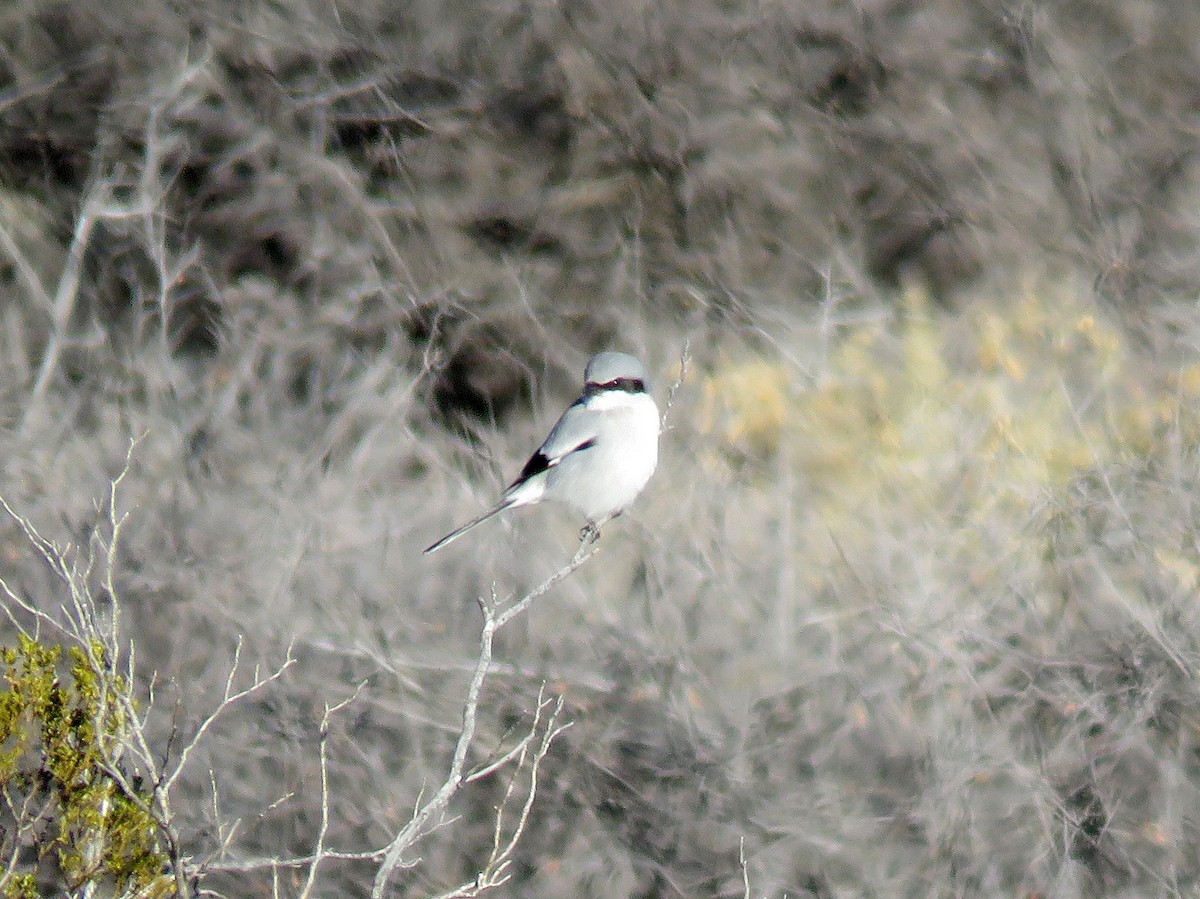 Loggerhead Shrike - ML23580601