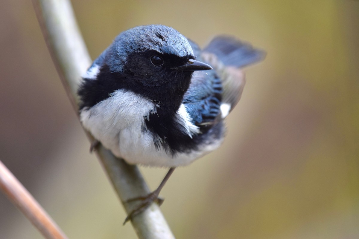 Black-throated Blue Warbler - ML235806111