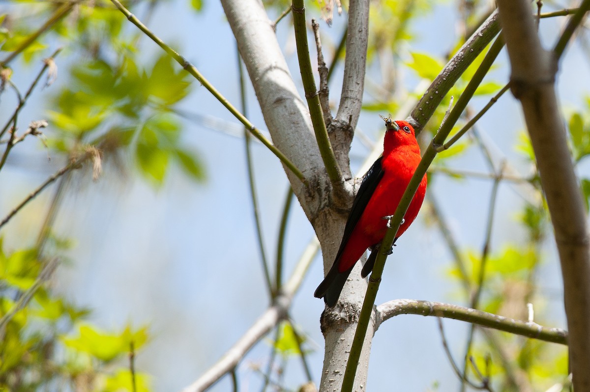 Scarlet Tanager - Nathalie Talbot