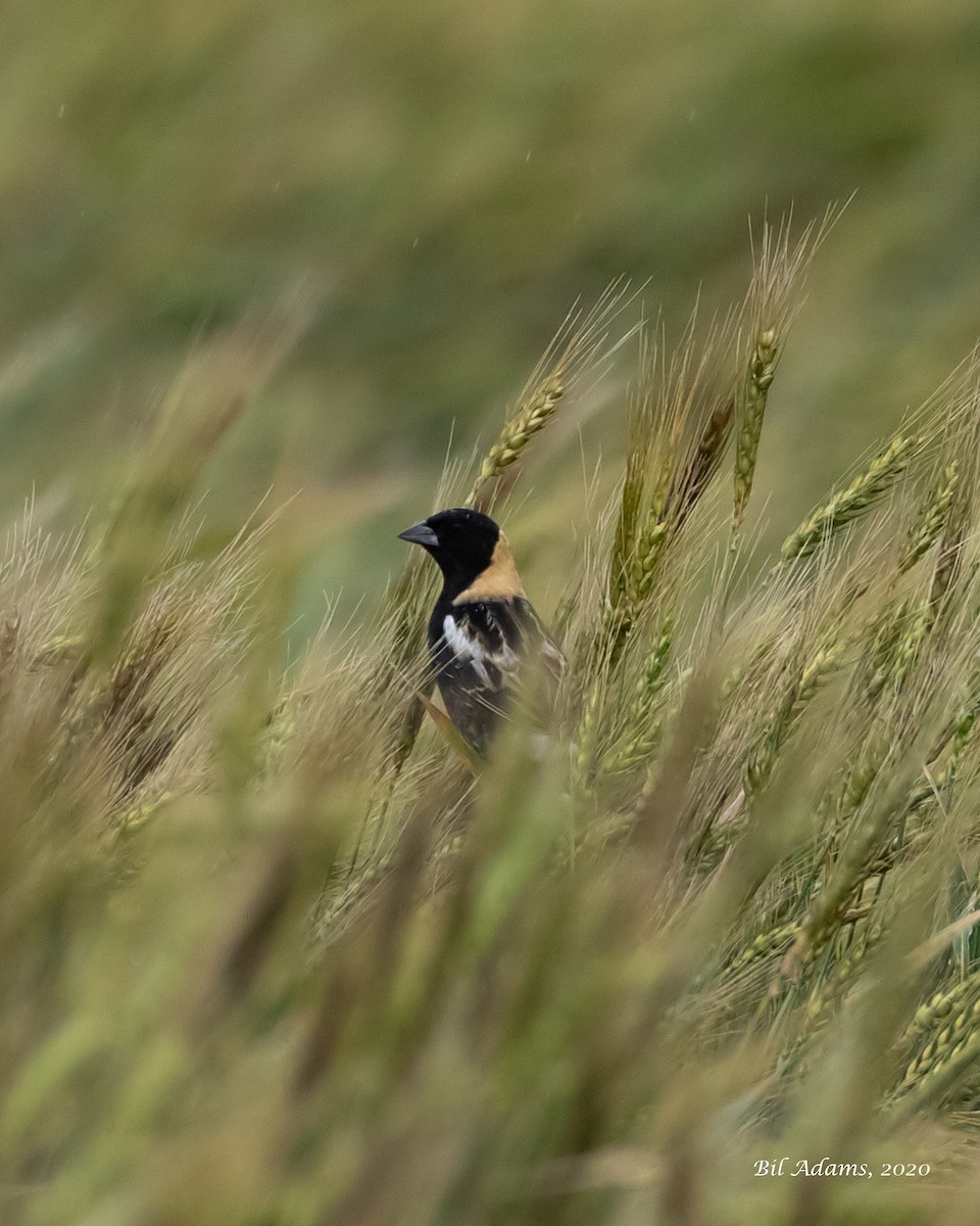 Bobolink - ML235807651