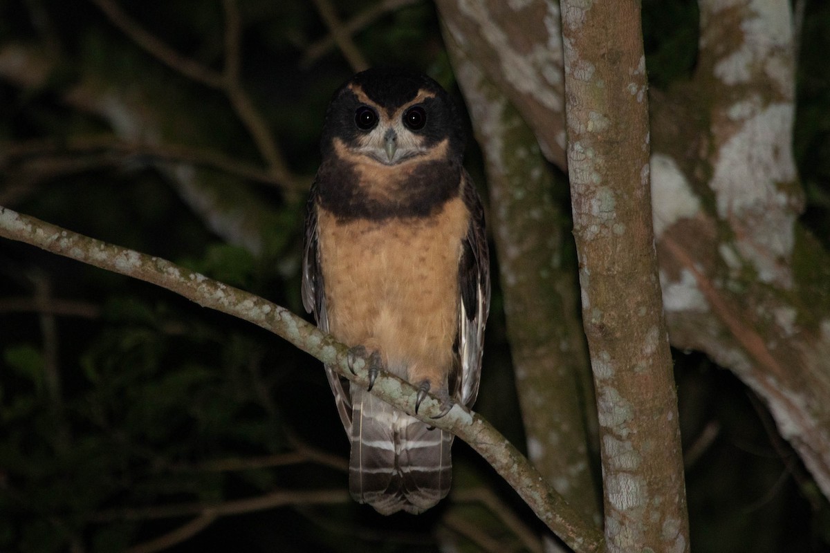 Tawny-browed Owl - ML235807861