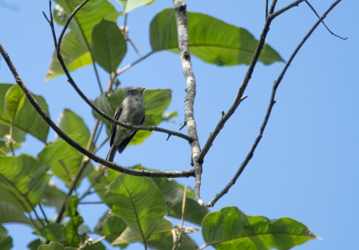 Southern Tropical Pewee - ML235808221