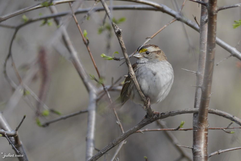 White-throated Sparrow - ML235808331