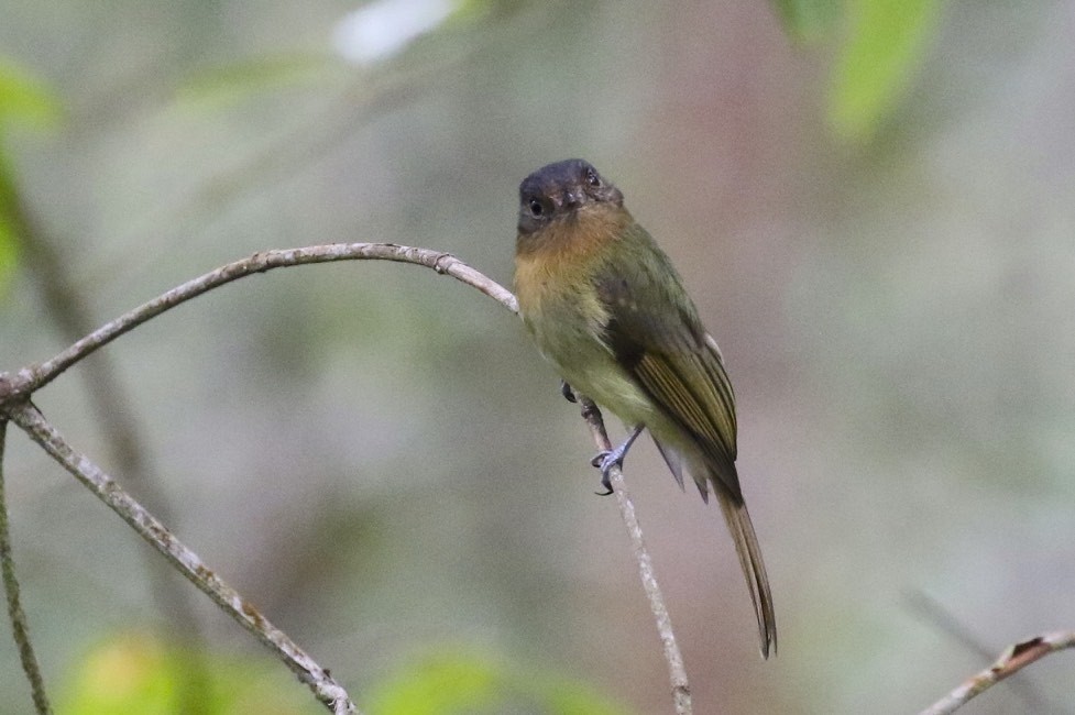 Rufous-breasted Flycatcher - ML23580861