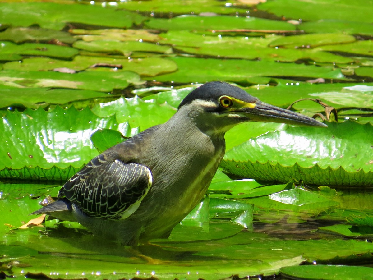 Striated Heron - ML235808881