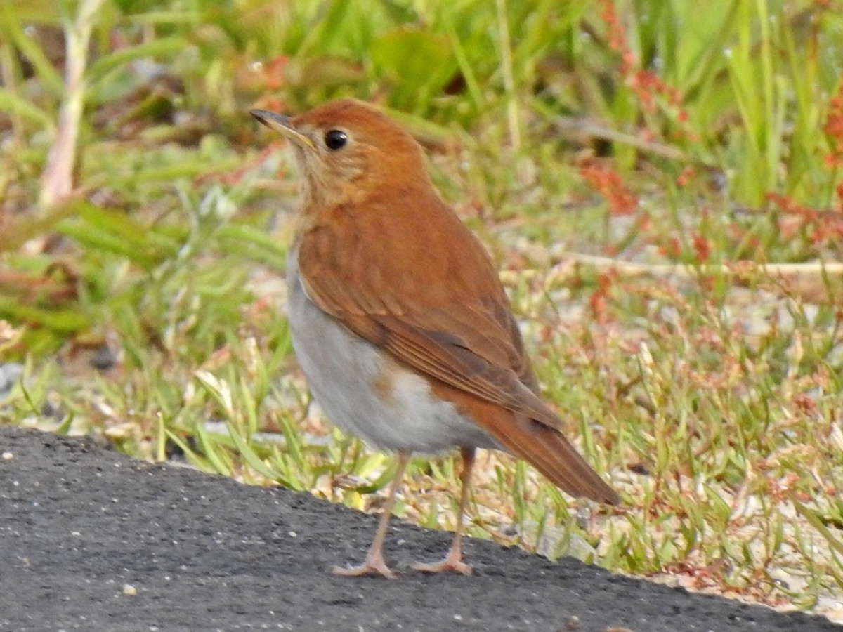 Veery - ML235808921