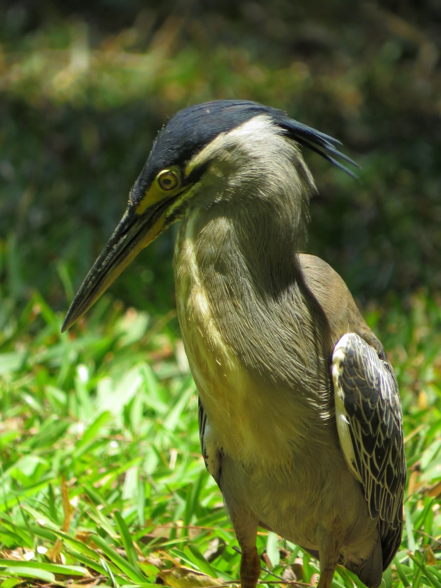 Striated Heron - ML235809261