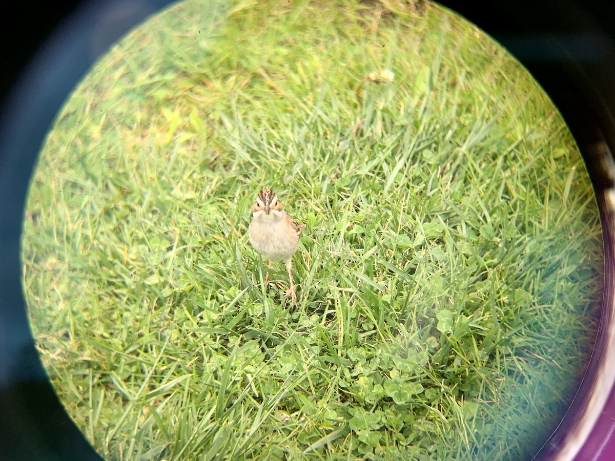 Clay-colored Sparrow - ML235809521