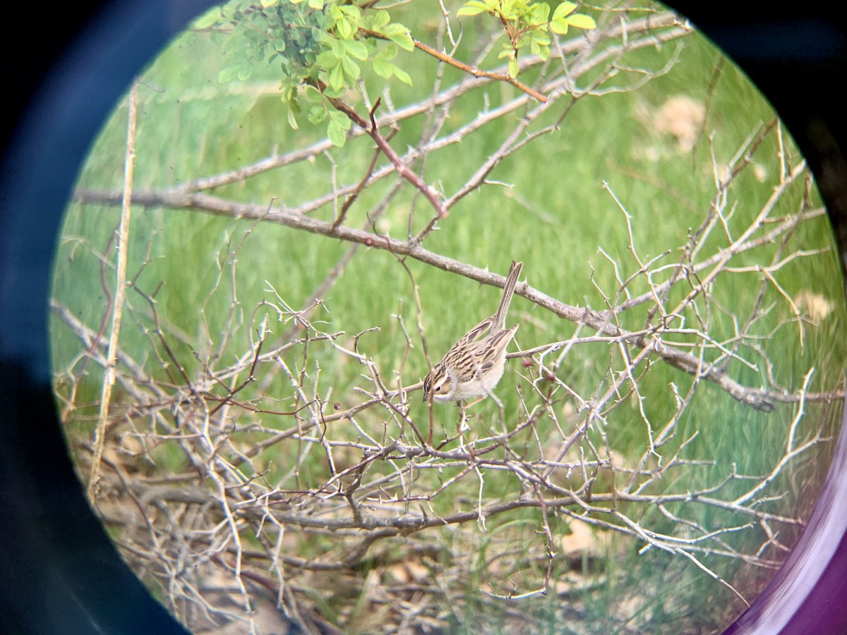 Clay-colored Sparrow - ML235809541
