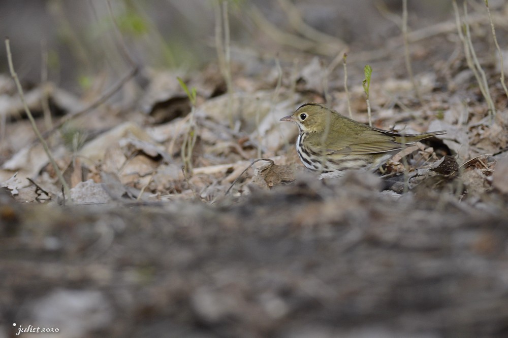 Ovenbird - ML235809561